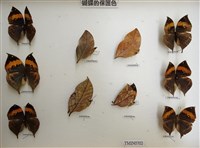 枯葉蝶藏品圖，第2張